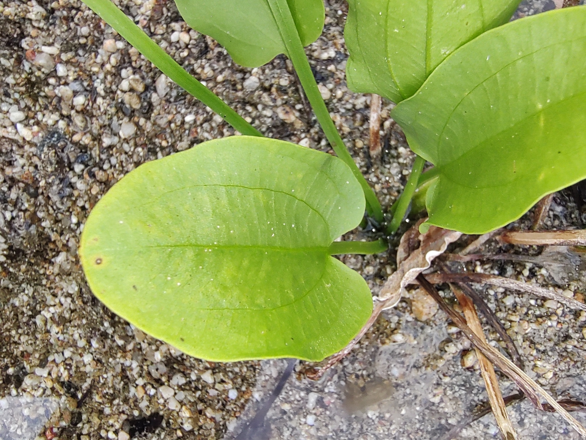 Abraham Sánchez (https://www.inaturalist.org/observations/129916993)